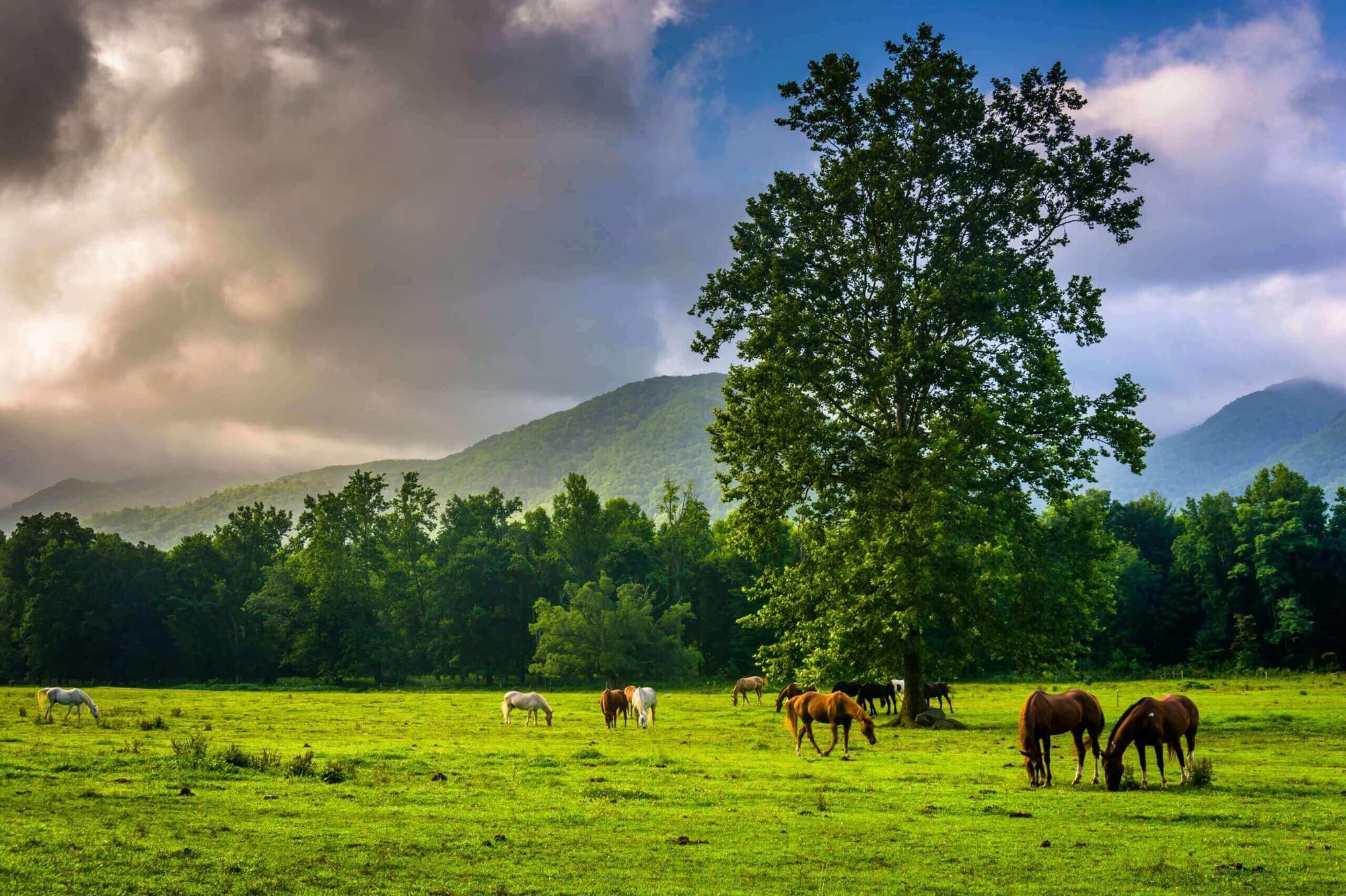 Horse-Country-haven-scaled